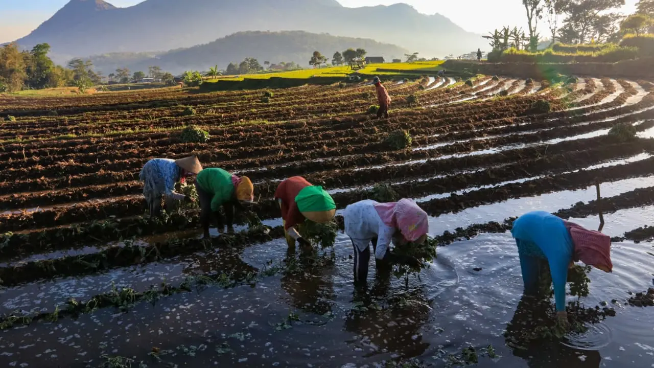KUR BRI jadi Andalan Petani Tingkatkan Produksi dan Perkuat Ketahanan Pangan Nasional