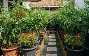 Ide Kebun Cabai 2x2 di Pekarangan Sempit/AI