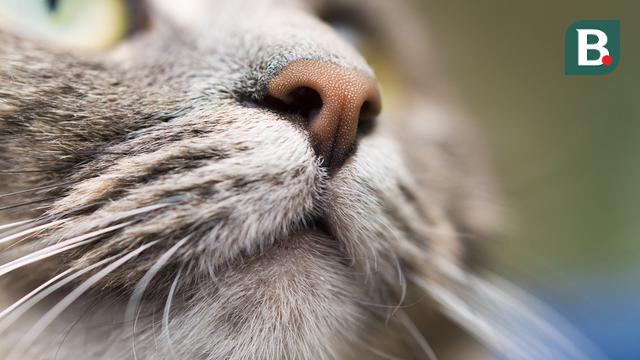 Hidung kucing adalah organ indera terpenting