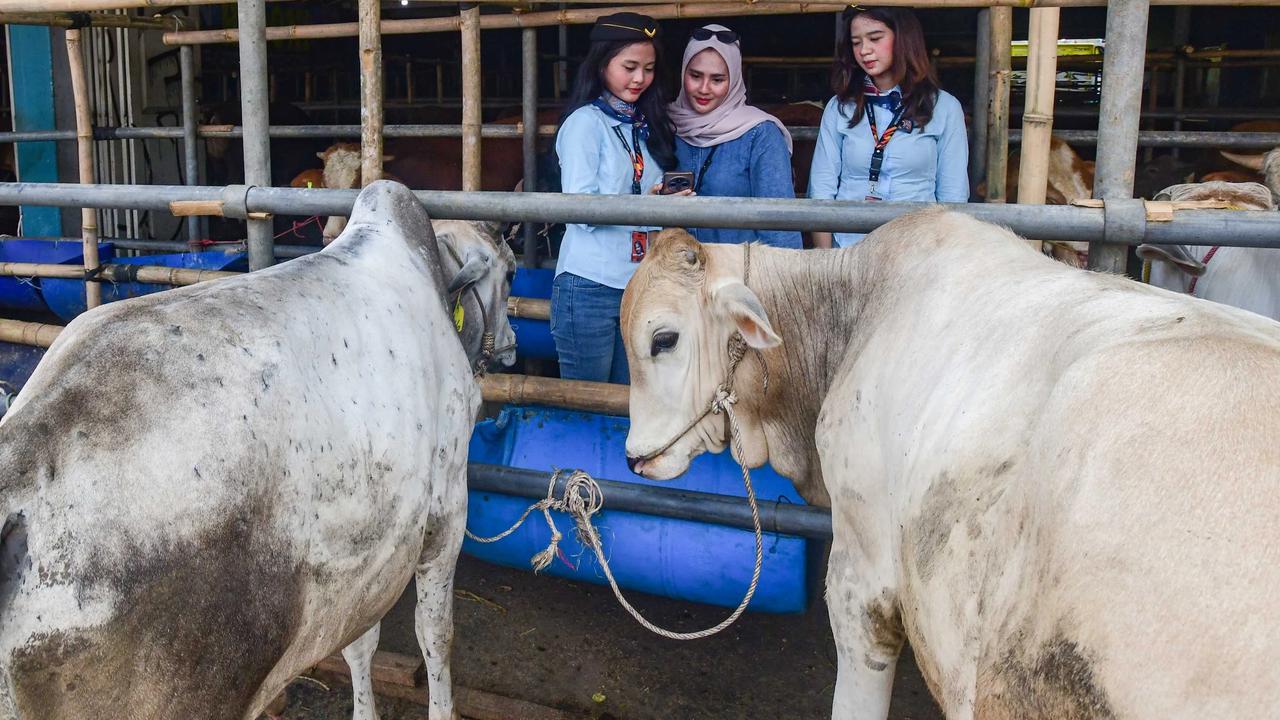 FOTO: SPG Ala Pramugari Curi Perhatian di Lapak Hewan Kurban Depok