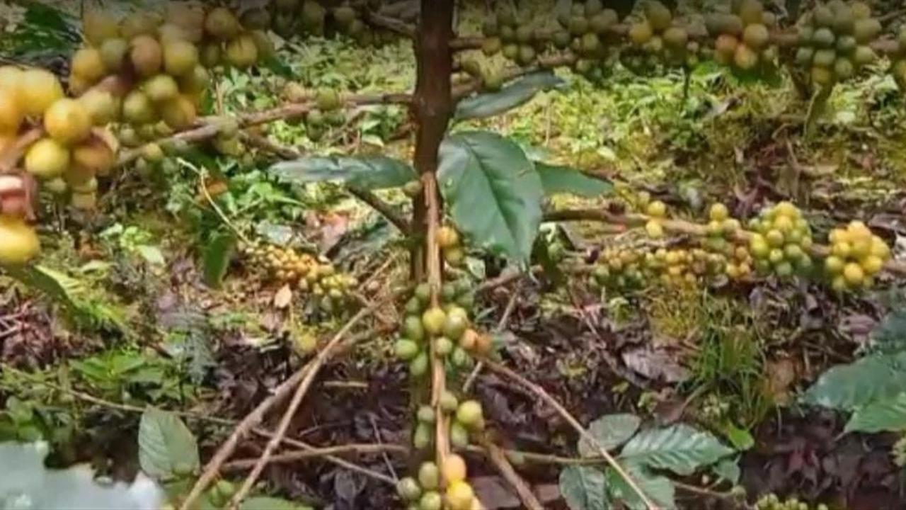 Kopi Langka Jenis Yellow Caturra dan Yellow Bourbon yang Tumbuh Subur di Lereng Gunung Raung Banyuwangi