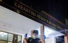Karantina Sulut Sita 200 Kg Daging Anjing Ilegal, Berisiko Sebarkan Rabies Antarwilayah