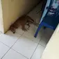 Anjing merawat anak kucing (Liputan6.com / Erinaldi)