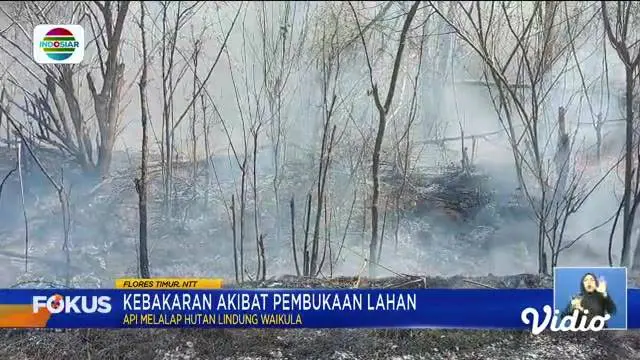 Fokus : Dampak Kebakaran TPA Sarimukti, Sampah Menumpuk di Wilayah Cimahi dan Cemari Lingkungan