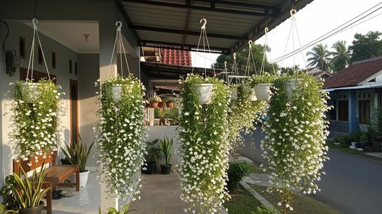 15 Tanaman Gantung untuk Teras Sempit yang Awet Meski Jarang Disiram, Percantik Halaman Rumah