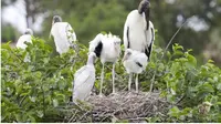 Sarang burung Woodstork dan tiga anaknya yang terletak beberapa meter di atas buaya (Foto: Nicholas E. Vitalle/University of Florida).