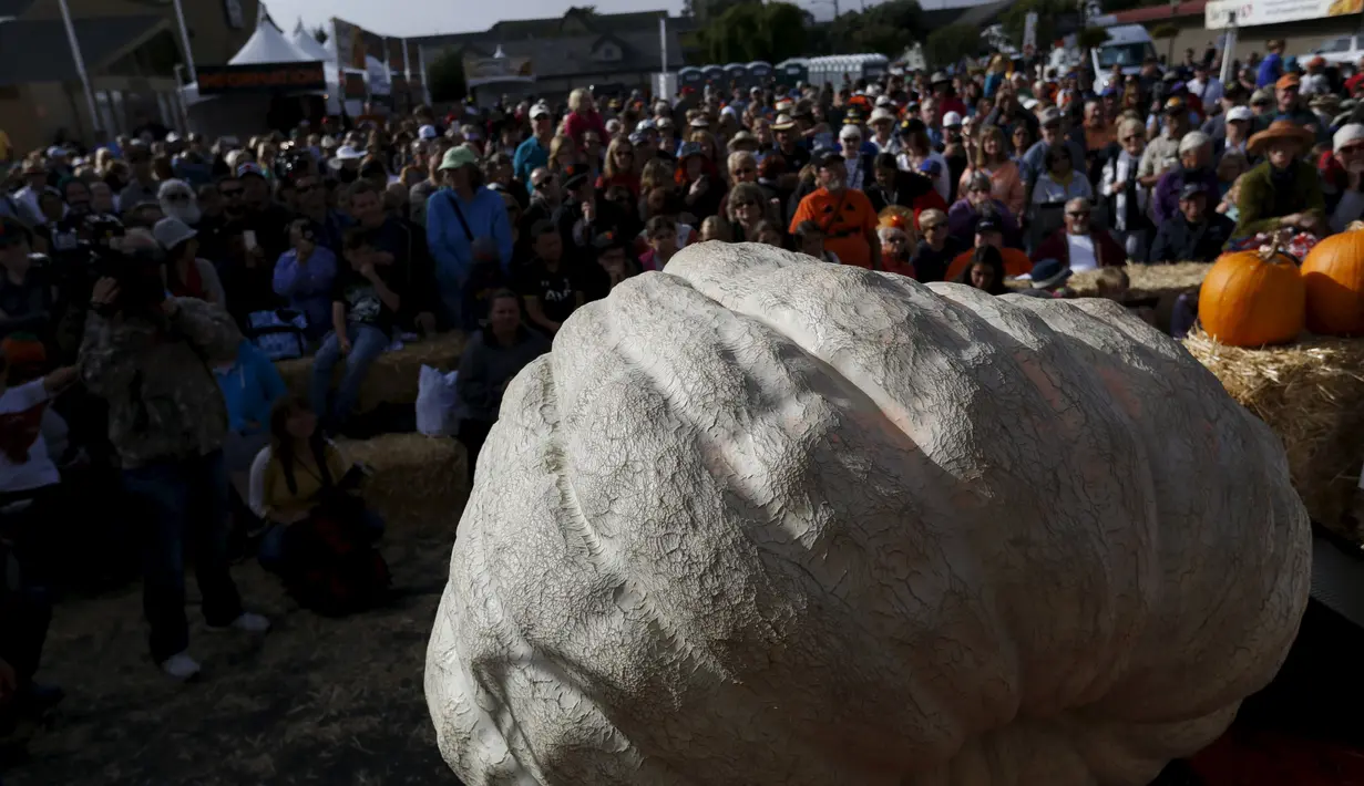 Sebuah labu sedang ditimbang saat perlombaan tahunan Safeway World Championship Pumpkin Weigh-Off yang ke-42 di Half Moon Bay, California, Senin (12/10/2015). Acara tahunan tersebut memperlombakan hasil panen berupa labu raksasa. (REUTERS/Stephen Lam)
