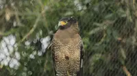 Satwa elang jenis Ular Bido (Spilornis cheela) yang dilepasliarkan di Blok Pasir Kabel, Resort Pengelolaan Taman Nasional Wilayah (PTNW) Gunung Butak, Taman Nasional Gunung Halimun Salak, Kamis (16/7/2020). (Liputan6.com/Achmad Sudarno)