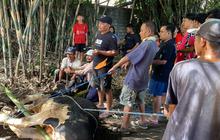Bukan Sekadar Menyembelih: Jagal Sapi dan Semangat Gotong Royong Idul Adha