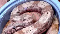 Ular Python Lepas Jepit 2 Bocah Hingga Tewas