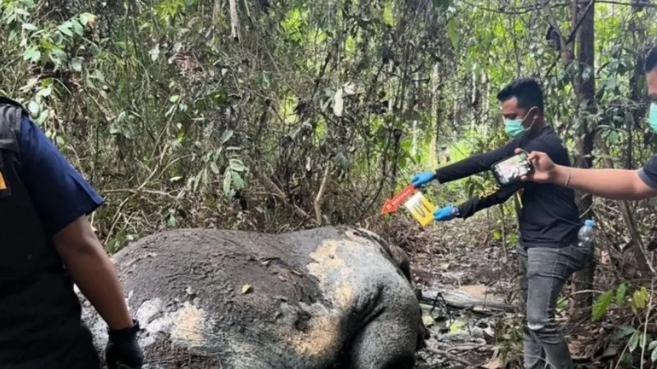 Bangkai Gajah