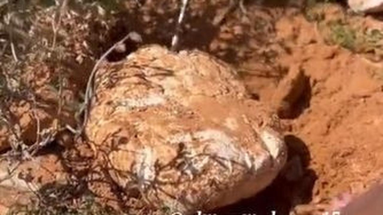 Berdasarkan informasi, Pega ini juga sering disebut sebagai Arabic Truffle Mushroom alias jamur truffle putih.