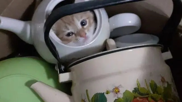 7 Potret Menggemaskan Kucing Ini Bakal Ceriakan Harimu