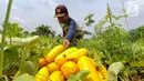 Petani memanen buah timun suri di lahan garapan kawasan Mampang, Depok, Jawa Barat, Selasa (12/3/2024). (merdeka.com/Arie Basuki)