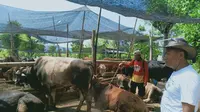 Didik (kaos putih) peternak Tuban ketika melihat kondisi sapinya Jelang Idul Adha. (Adirin/Liputan6.com)