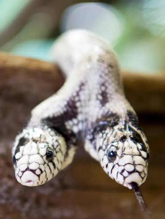 Seekor ular raja California berkepala dua berusia 17 tahun (Lampropeltis getulus californiae) bernama Tom & Jerry dipamerankan di 'Expo Reptil', Villeneuve, Swiss (22/12). Lebih dari 200 hewan dipamerkan di pameran ini. (Laurent Gillieron/Keystone via AP)