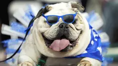 Lola, milik Kate Hansen menunggu untuk dinilai dalam kontes "Drake Relays Beautiful Bulldog" tahunan di Des Moines, Iowa, 25 April 2022. Kontes ini dimulai dari perayaan Drake Relays di Universitas Drake di mana seekor bulldog adalah maskotnya. (AP Photo/Charlie Neibergall)
