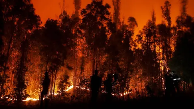 Kebakaran hutan di Chile