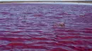Pemandangan dari laguna yang berubah menjadi merah muda karena limbah industri perikanan, di provinsi Patagonian, Chubut, Argentina, pada 23 Juli 2021. Namun mereka menegaskan cairan yang dibuang tidak akan menyebabkan kerusakan dan akan hilang dalam  hitungann hari. (DANIEL FELDMAN / AFP)