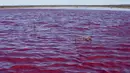 Pemandangan dari laguna yang berubah menjadi merah muda karena limbah industri perikanan, di provinsi Patagonian, Chubut, Argentina, pada 23 Juli 2021. Namun mereka menegaskan cairan yang dibuang tidak akan menyebabkan kerusakan dan akan hilang dalam  hitungann hari. (DANIEL FELDMAN / AFP)