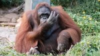 Borneo Orangutan Survival Foundation (BOSF) (FOTO: Fimela)