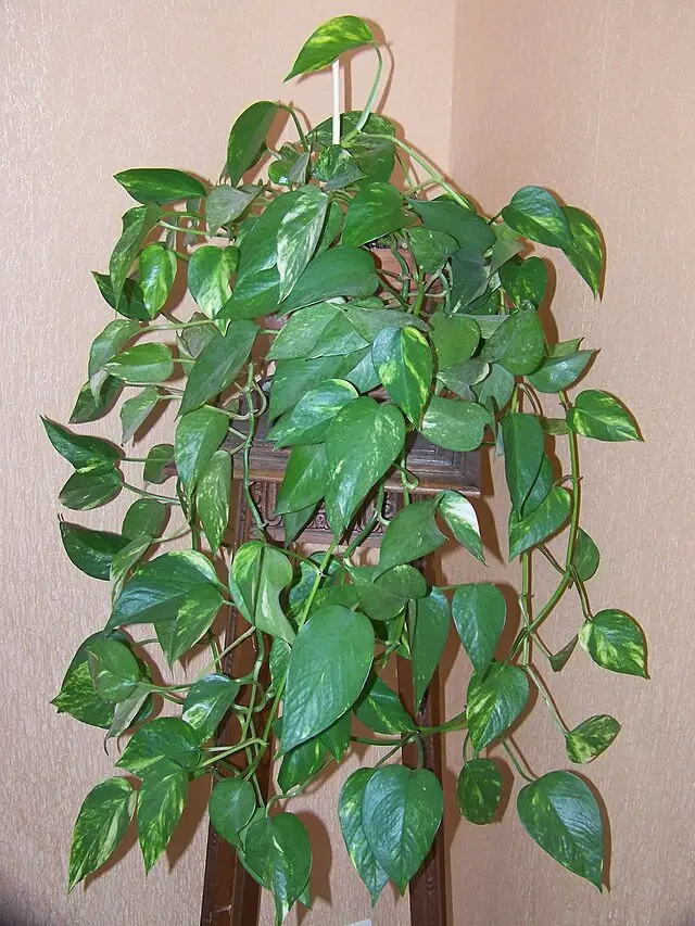 Pothos (Epipremnum aureum)