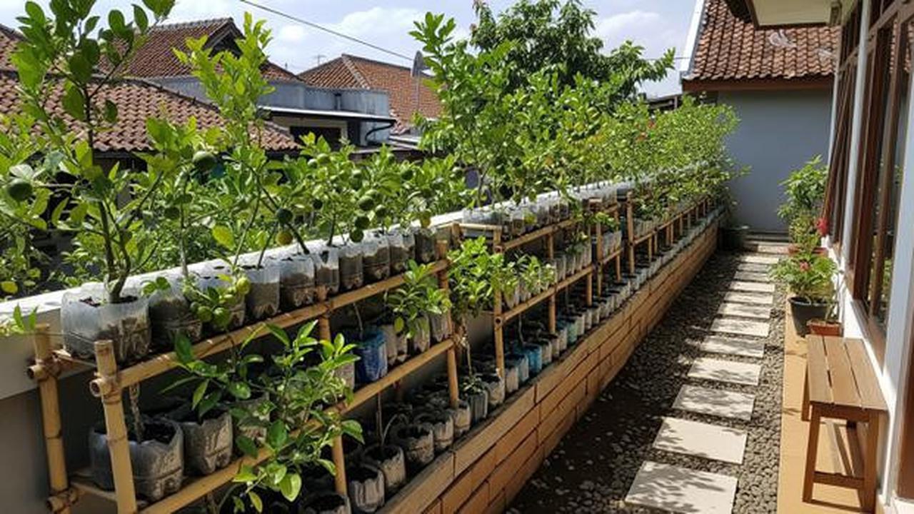 7 Ide Kebun Jeruk Nipis Ekonomis di Teras Rumah, Cocok untuk Stok Dapur Sehari-Hari