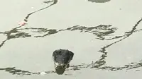 Potongan Kepala Buaya Mengambang di Sungai Thames, Ternyata...