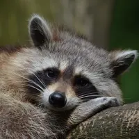 Berikut ini 7 hewan terpintar yang diakui peneliti, beberapa di antaranya jarang diketahui orang banyak. (pexels/pixabays)