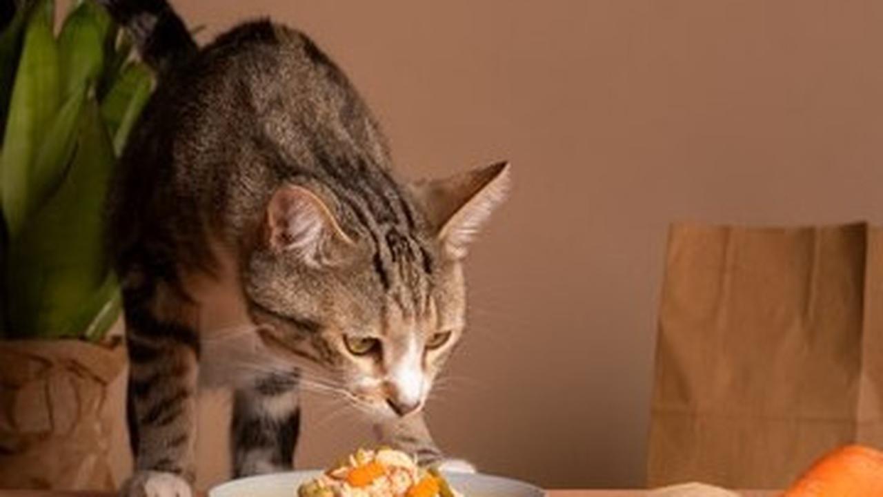 Kucing Makan
