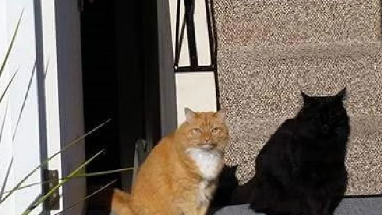 Tebak, Ada Berapa Kucing di Foto Ini?