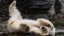 Bayi beruang kutub berguling-guling saat dipamerkan di Kebun Binatang Tierpark, Berlin, Jerman, Jumat (15/3). Bayi beruang kutub tersebut meninggalkan sarang pembiakan untuk pertama kalinya. (John MACDOUGALL/AFP)