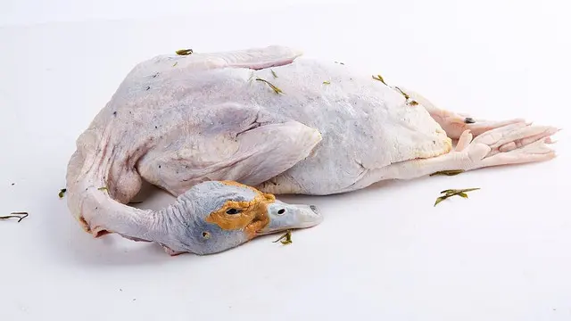 Daging Bebek