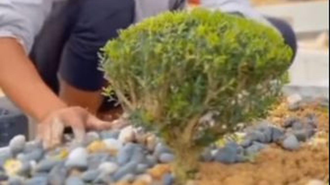 Bersihkan Makam Istri, Ditanami Pohon Kecil di Tengah Pusara