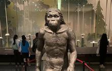 Teknik Baru Baca Sinyal Homo erectus pada Garis Keturunan Manusia dari Gigi 400 Ribu Tahun