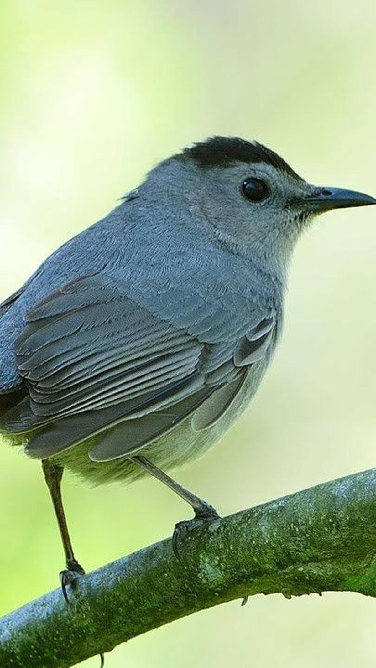 12. Gray Catbirds atau Burung Kucing Abu-abu<br>
