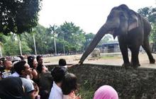 Libur tahun baru, 30 ribu pengunjung padati bonbin Surabaya