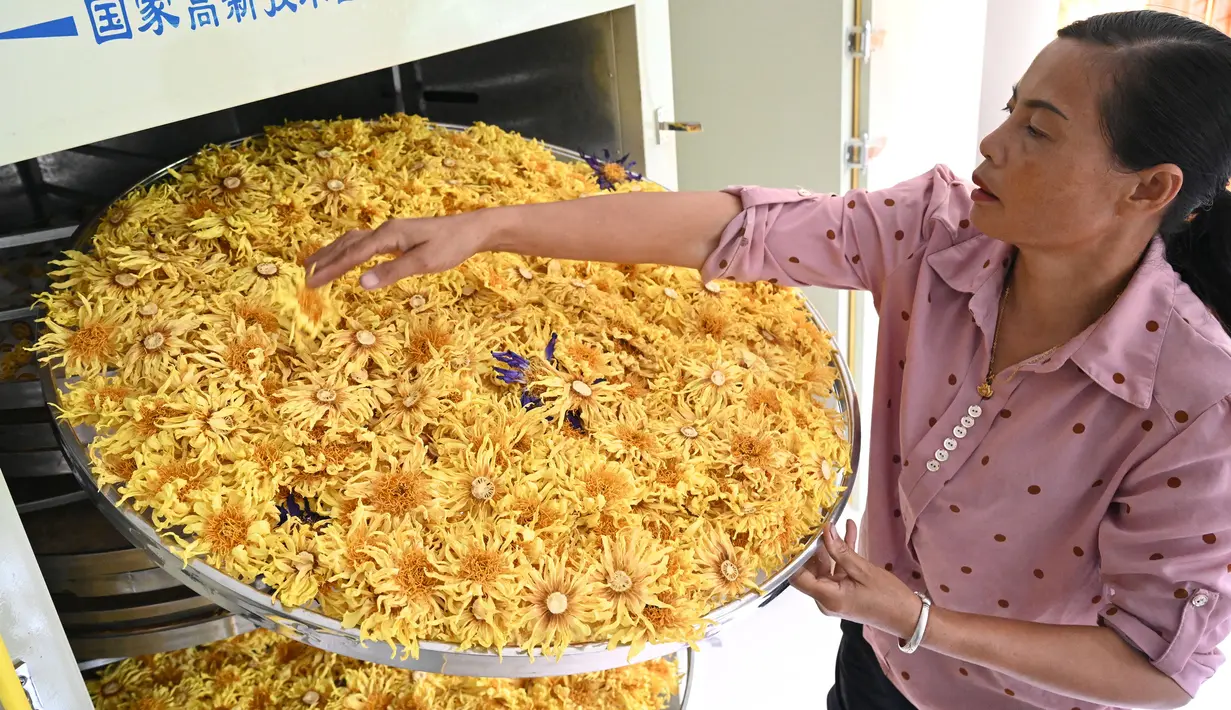 Penduduk desa mengecek bunga teratai yang telah dikeringkan di Desa Xiatao di Shibeiping, Daerah Otonom Etnis Zhuang Guangxi, China, 5 Agustus 2020. Dalam beberapa tahun terakhir, produksi teh bunga teratai menjadi cara baru bagi penduduk setempat untuk meningkatkan pendapatan. (Xinhua/Li Hanchi)
