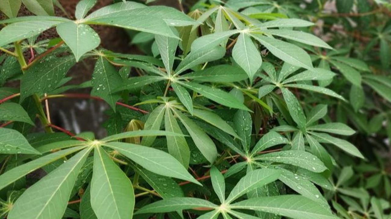 Cara Sederhana Merebus Daun Singkong Tanpa Soda Kue
