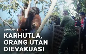 Karhutla, Orang Utan Dievakuasi