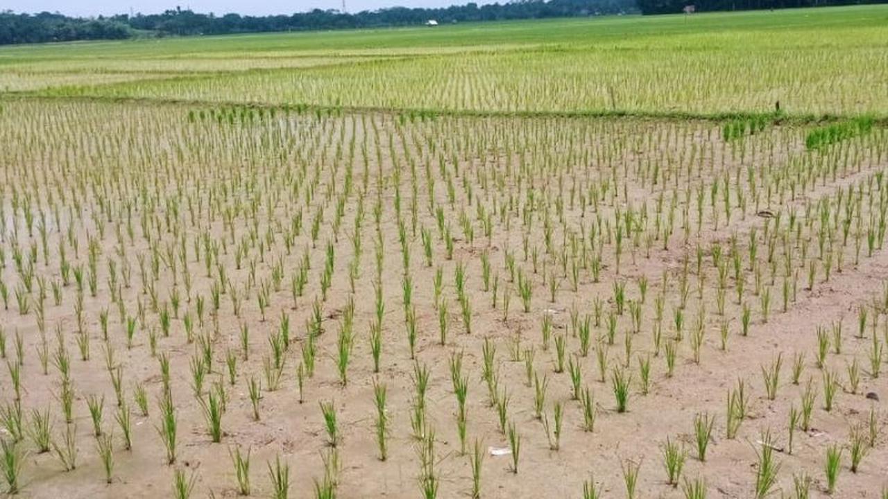 Dorong Swasembada Pangan, Pemkab Lebak Minta Petani Tingkatkan Indeks Tanam Jadi 3 Kali Setahun