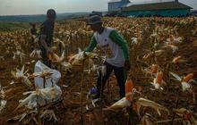 FOTO: Aksi Anggota Kostrad TNI AD Bantu Para Petani Memanen Jagung Hibrida di Ciletuh