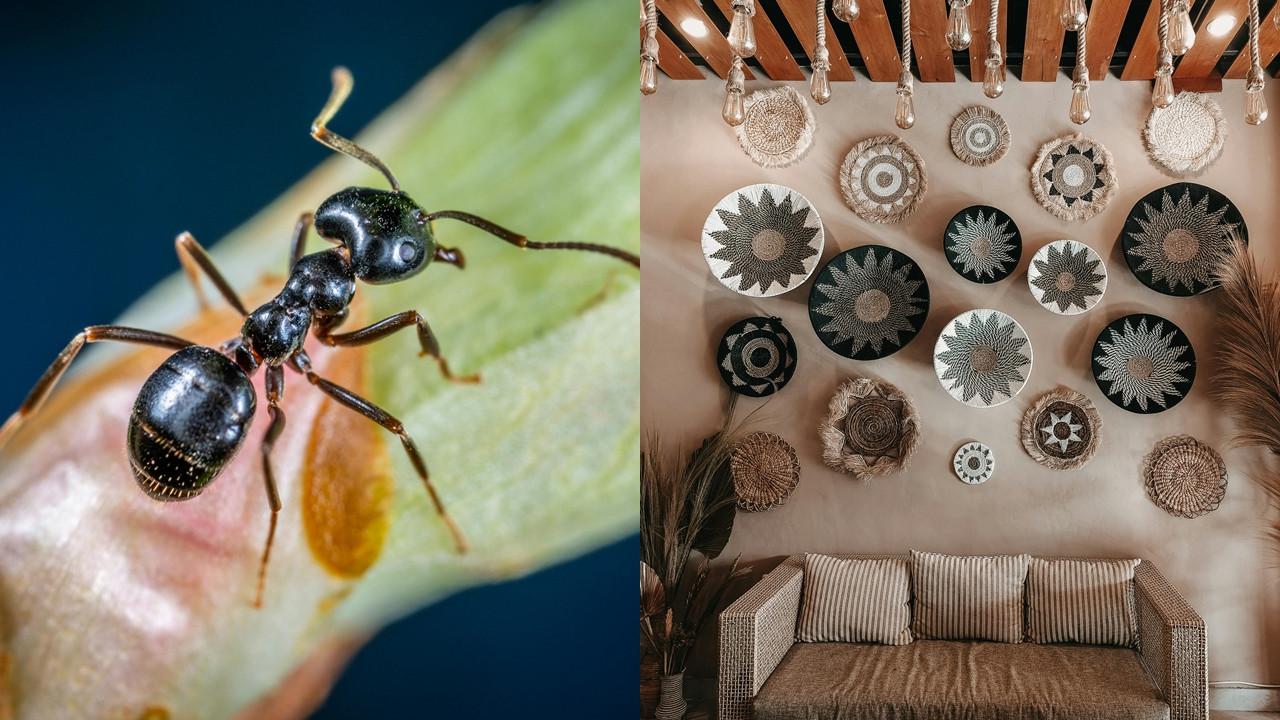 Jadi Tunawisma Karena Semut