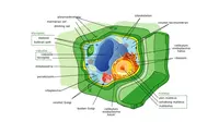 Perbedaan Sel Hewan dan Tumbuhan (sumber: wikipedia)