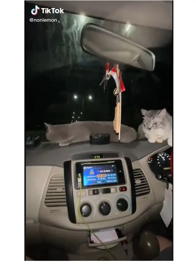 8 Potret Kucing Ikut Mudik Pakai Kendaraan Pribadi Ini Bikin Gemas