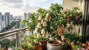 Cara Menanam Kelengkeng Itoh di Pot agar Cepat Berbuah, Cocok untuk Halaman Rumah Minimalis