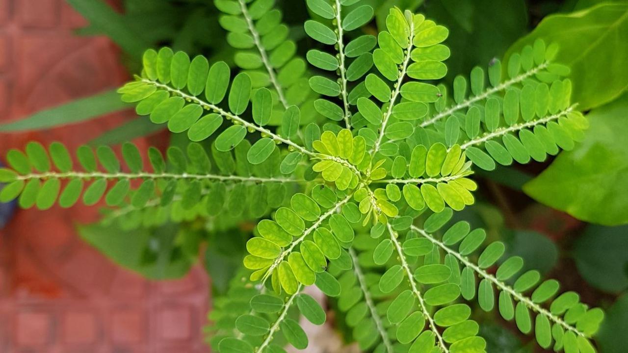 <b>Resep Jamu Meniran Kunyit </b><br>