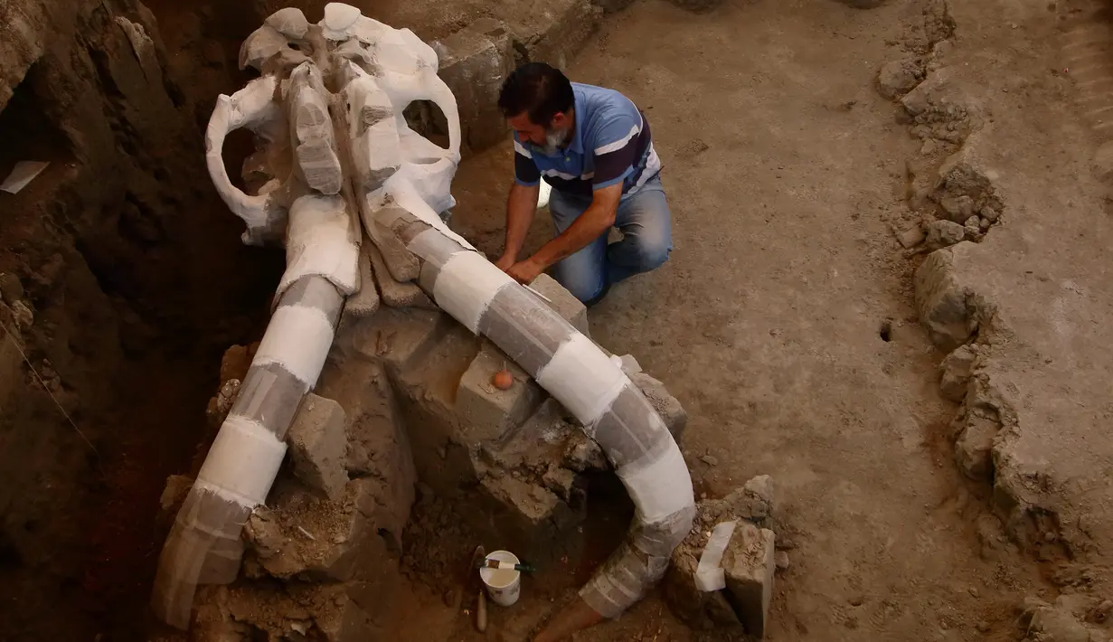 Seorang arkeolog mengamati  fosil mammoth berusia 12.000 - 14.000 tahun, yang ditemukan di Desa Tultepec, dekat Mexico City, 24 Juni 2016. Sisa-sisa binatang itu terkubur enam kaki di bawah jalan pinggiran kota San Antonio Xahuento. (Hector GUERRER /AFP)