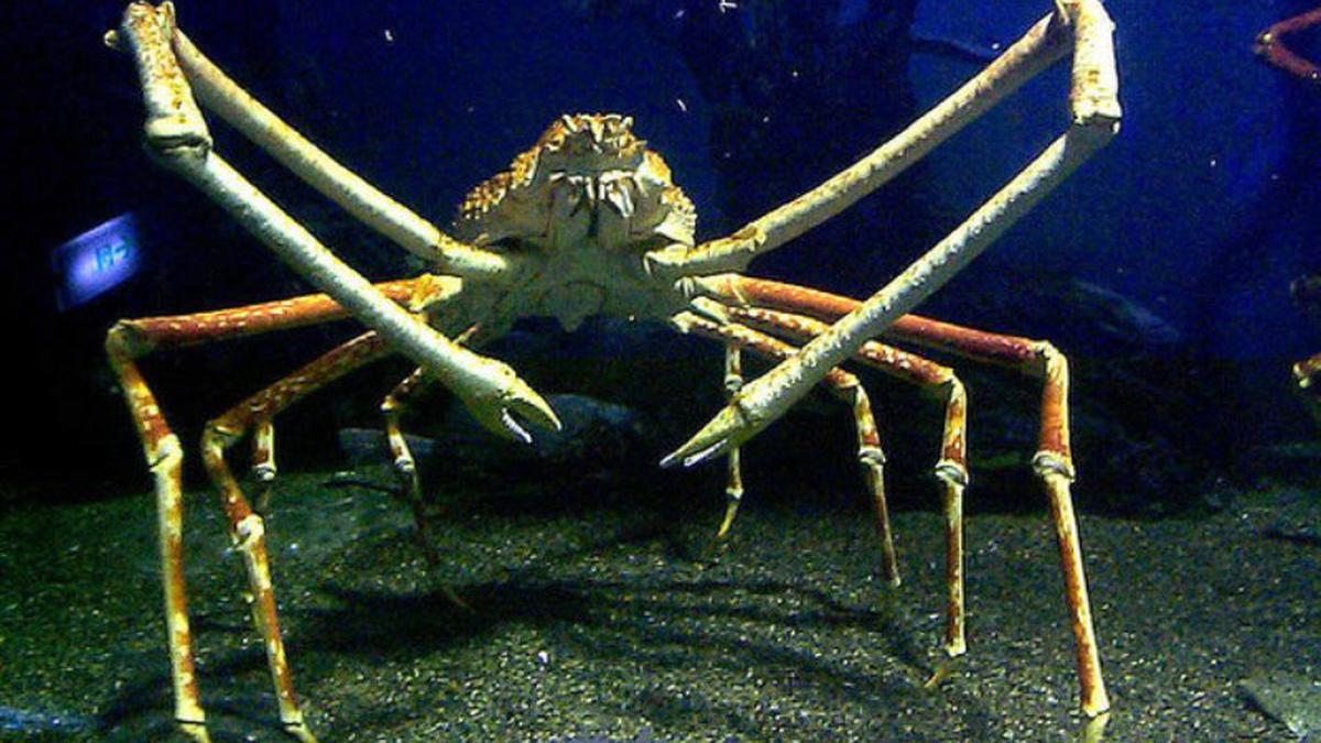 Страшный краб. Японский глубоководный краб паук. Японский краб паук самый большой в мире. Краб паук Марианская впадина. Японский краб макрохейра.