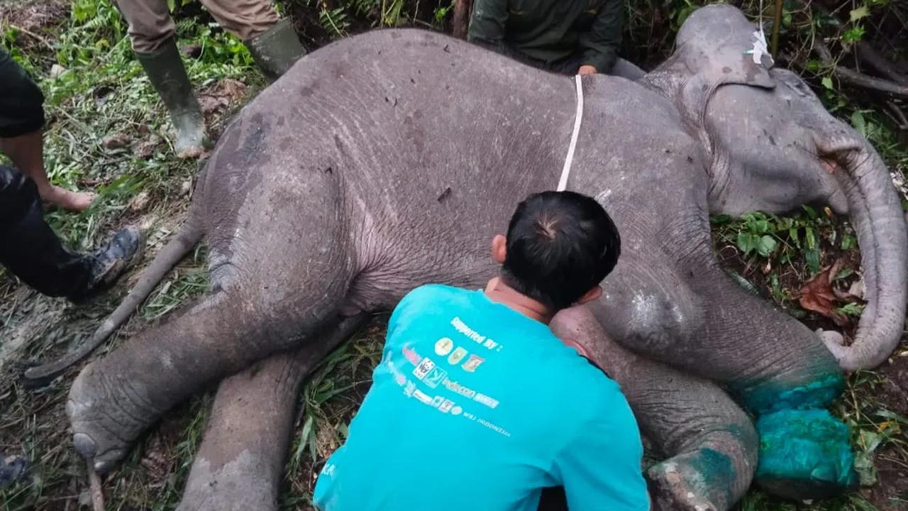 Anak gajah sumatera berusia sekitar dua tahun mati di areal konsesi Hutan Produksi Terbatas (HPT) di Kabupaten Pelalawan, Riau. Anak gajah jantan itu mati akibat luka jerat di kakinya hingga putus.<br>